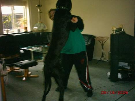 Grand danois finris - er jeg ikk stor ggg  billede 4