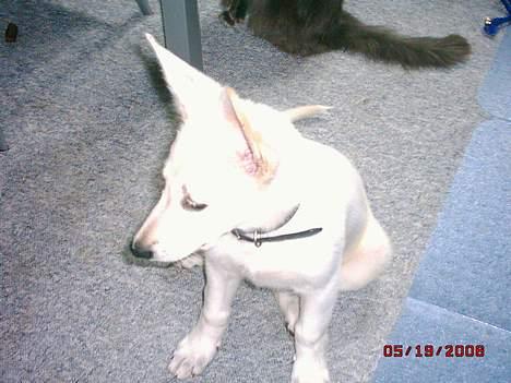 Hvid schæfer beauty billede 1