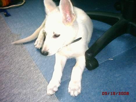 Hvid schæfer beauty billede 2