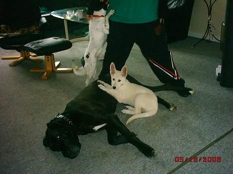 Hvid schæfer beauty - ja her ligger man godt ss  billede 3