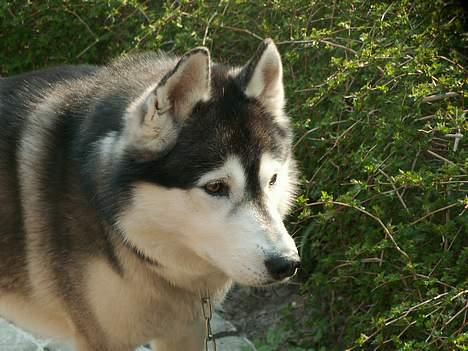 Siberian husky *Alto* billede 16