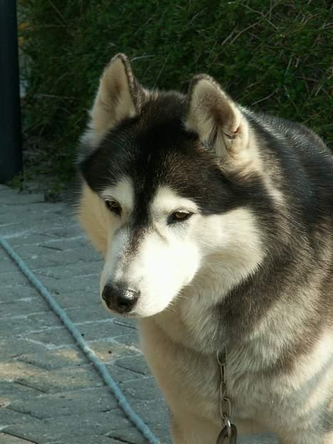 Siberian husky *Alto* billede 18