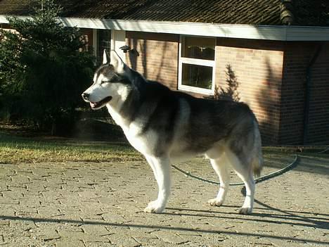 Siberian husky *Alto* billede 19