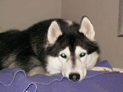 Siberian husky *Alto* billede 20