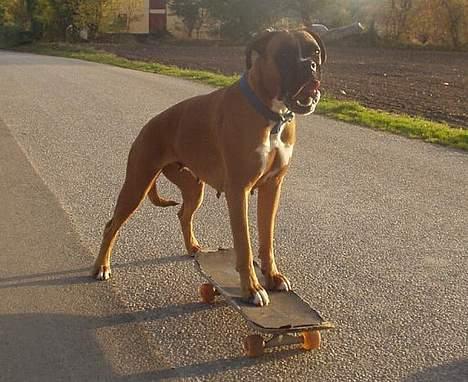 Boxer Mullet (Nandi AK LP1) - Mullet på skateboard billede 13