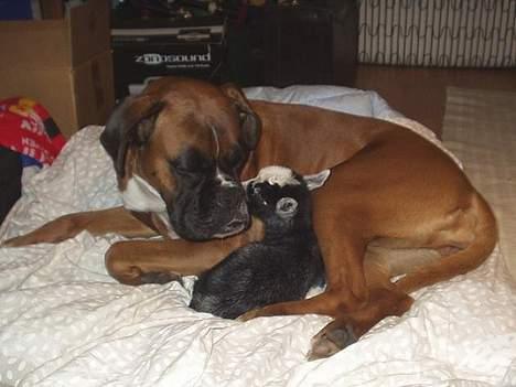 Boxer Mullet (Nandi AK LP1) - Mullet med sit plejebarn - gedekidet Ryan! billede 15