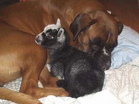 Boxer Mullet (Nandi AK LP1) - Mullet og Ryan putter billede 16