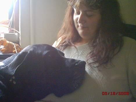 Grand danois finris billede 5