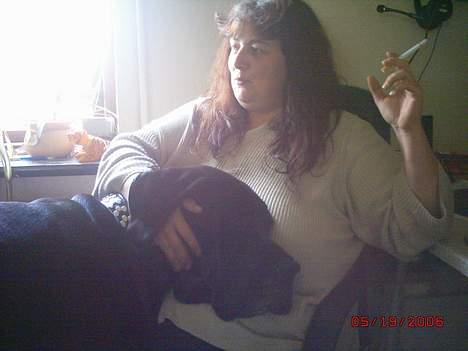 Grand danois finris billede 6