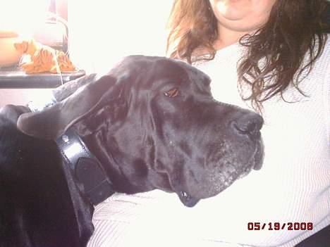 Grand danois finris billede 7