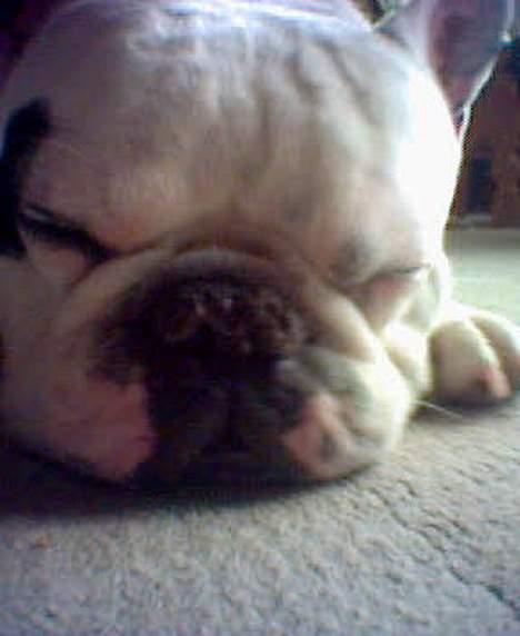 Fransk bulldog Butcho - Zzz.. Jeg sover meget ... billede 11