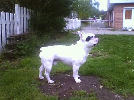 Fransk bulldog Butcho - Mig i profil.. billede 12