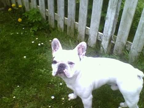 Fransk bulldog Butcho - Hejsa du ! billede 13