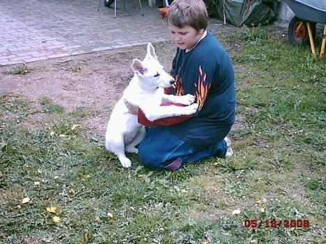 Hvid schæfer beauty billede 6