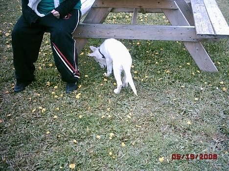 Hvid schæfer beauty billede 7