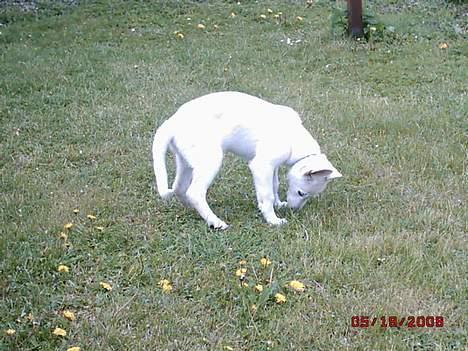 Hvid schæfer beauty billede 8