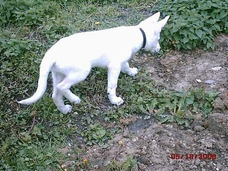 Hvid schæfer beauty billede 9