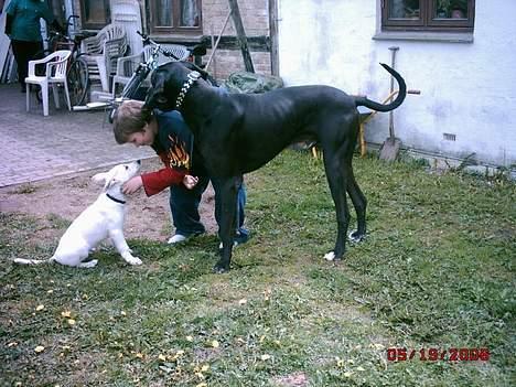 Grand danois finris - ja ja lille hund nu er det min tur til en kæler ss billede 8