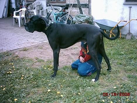 Grand danois finris - jo han er bag mig ss  billede 10