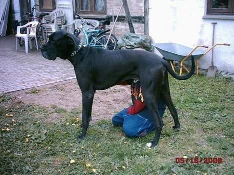 Grand danois finris billede 11