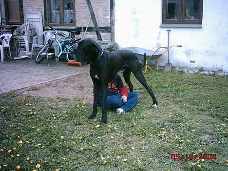 Grand danois finris billede 12