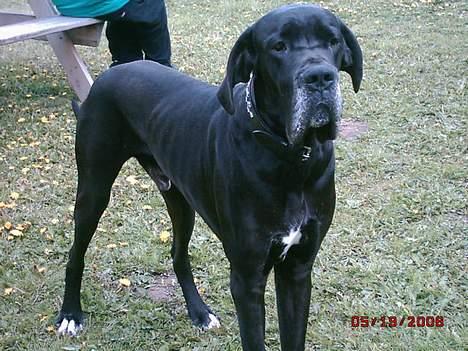 Grand danois finris billede 13