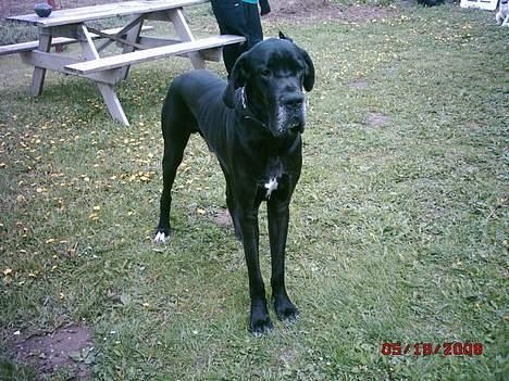 Grand danois finris billede 14