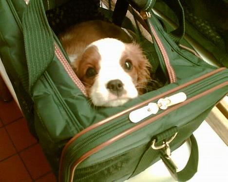 Cavalier king charles spaniel Murphy - Sådan her rejste jeg hjem til Danmark - ja ordnede forhold ; ) billede 12