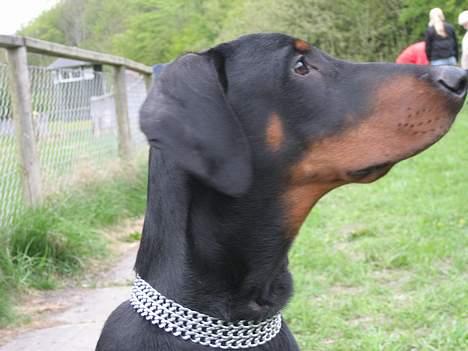 Dobermann **Kenzo** (Omplaceret) - HOV .. hva var det der oppe .. billede 15