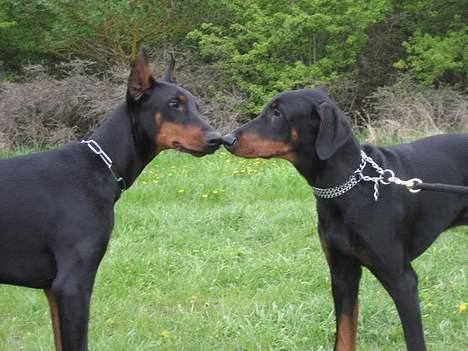 Dobermann **Kenzo** (Omplaceret) - Kenzo og Jessie mysseeerr .. ;P Nååårh så søde de er .. :D billede 16