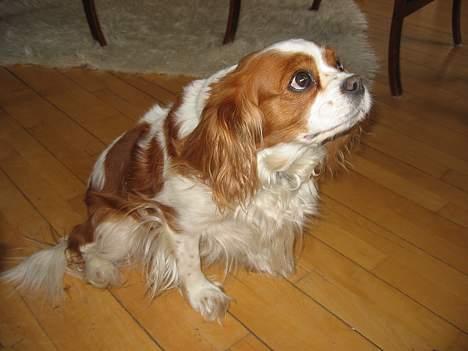 Cavalier king charles spaniel Frida billede 15