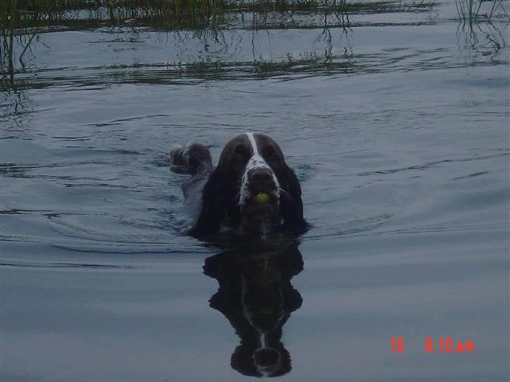 Engelsk springer spaniel kvik billede 17
