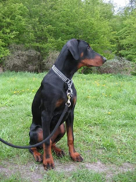 Dobermann **Kenzo** (Omplaceret) billede 18