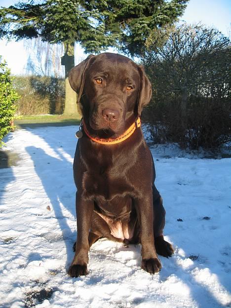 Labrador retriever Maggi - Gået bort - Maggi i sneen<3 billede 1