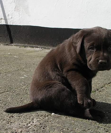 Labrador retriever Maggi - Gået bort - hiih <´3 billede 2