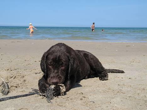 Labrador retriever Maggi - Gået bort - Maggi på stranden<3 billede 3