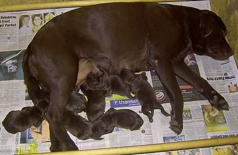 Labrador retriever Maggi - Gået bort - Maggi, og hendes søskenede <´3 billede 4