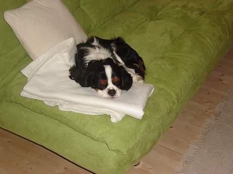 Cavalier king charles spaniel  Gibson  - Ahhh det er bare livet at dangdere den i vores kolonihave... billede 9