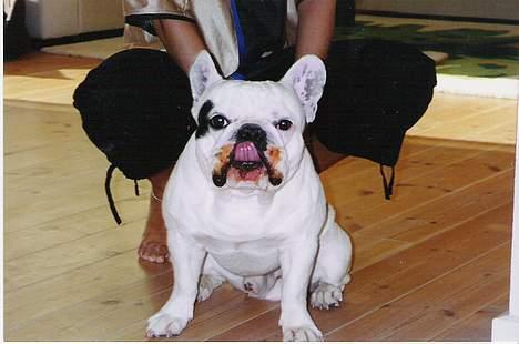 Fransk bulldog Butcho - Her har jeg fået spaghetti med kødsovs til aftensmad... billede 14