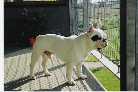 Fransk bulldog Butcho - Nyd mit kønne ydre... :-) billede 15