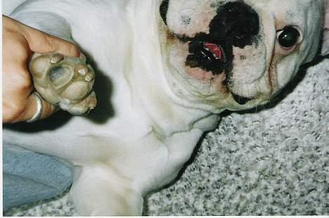 Fransk bulldog Butcho - Jeg bliver da også drillet hele tiden...!! billede 16