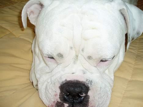 Amerikansk bulldog ozzy osbourne - mand jeg er træt billede 1