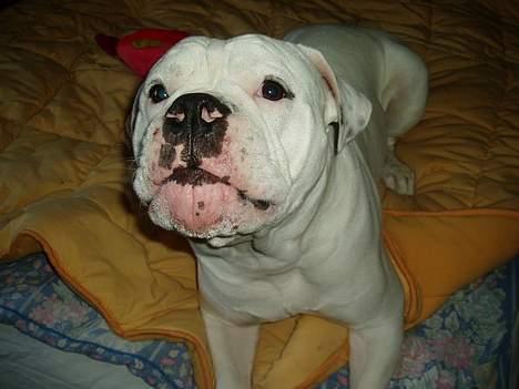 Amerikansk bulldog ozzy osbourne - kom nu mor billede 2