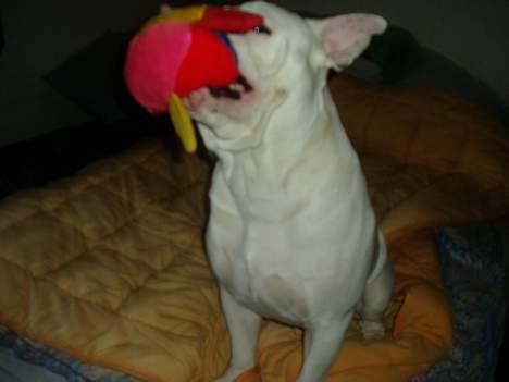 Amerikansk bulldog ozzy osbourne - juhuuu skal vi lege mor billede 3