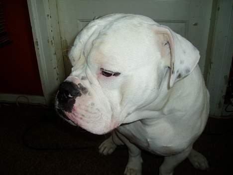 Amerikansk bulldog ozzy osbourne - æv jeg keder mig billede 4