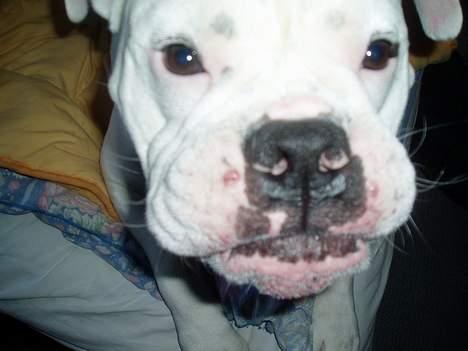 Amerikansk bulldog ozzy osbourne - gå nu med dig mor jeg gider ikk at du tager flere billeder billede 5