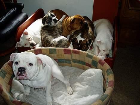 Amerikansk bulldog ozzy osbourne - hygge med familien billede 6