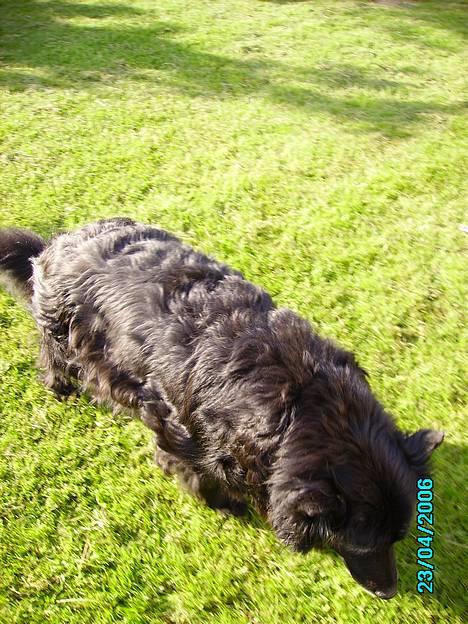 Blanding af racer Trine - <33 billede 11