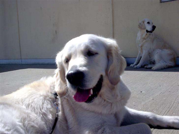 Golden retriever Tulle - På tur i Skagen. "Kusine" Touray i baggrunden. billede 2