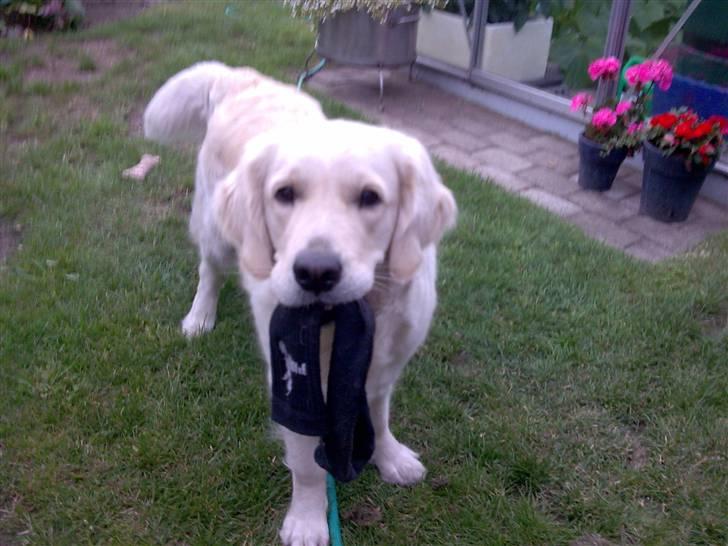 Golden retriever Tulle - Jeg elsker bamser, meen jeg elsker nu også strømper. billede 5